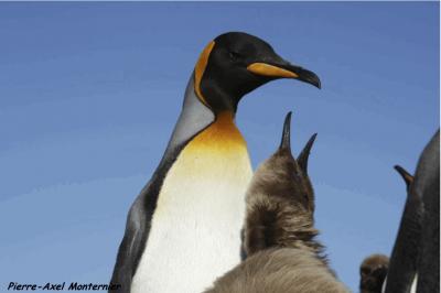 King Penguin Chick Claiming Food from Its Parent at Possession Island, Crozet Archipelago