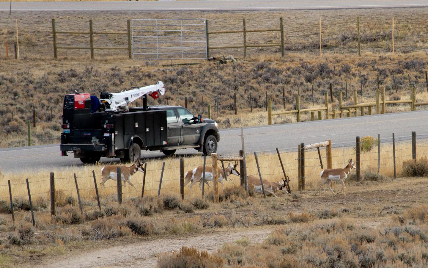 Pronghorn and Highway Fence