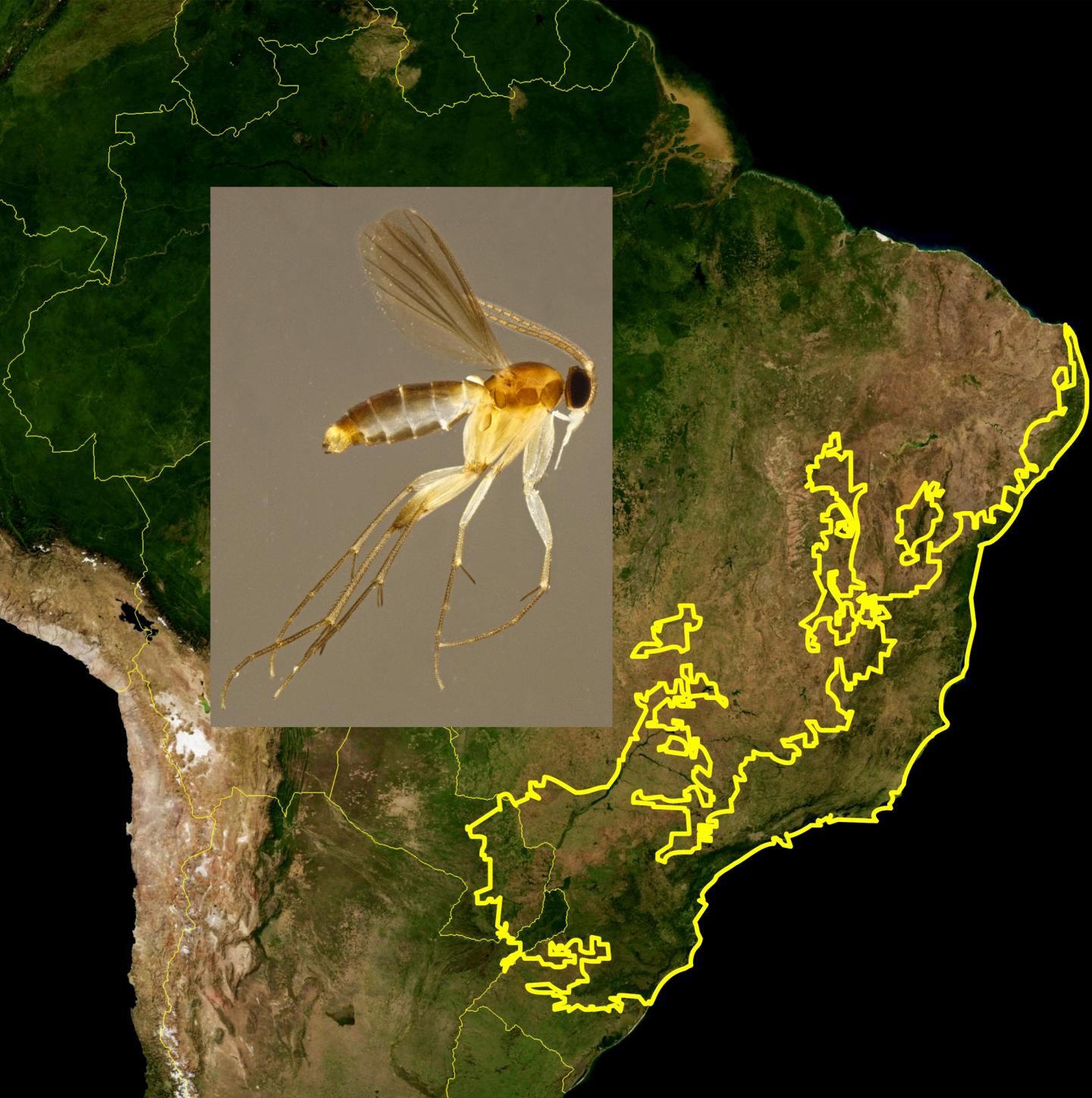The Atlantic Forest Ecoregion in Brazil Where New Species Were Found