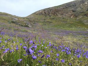 Arctic harebell