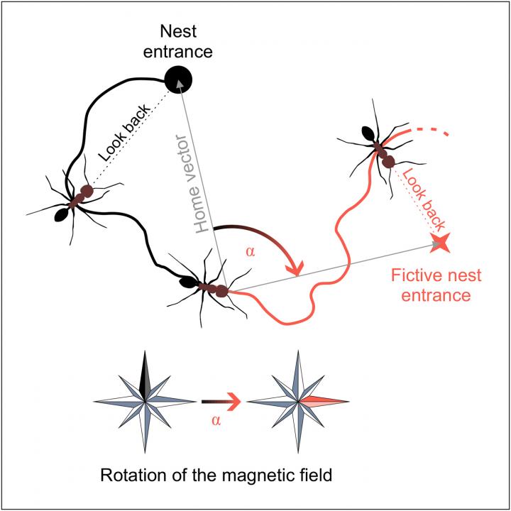 Geomagnetic Field Orientation