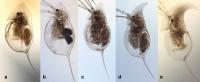 5 Water Fleas, Females of <i>Daphnia cristata</i>