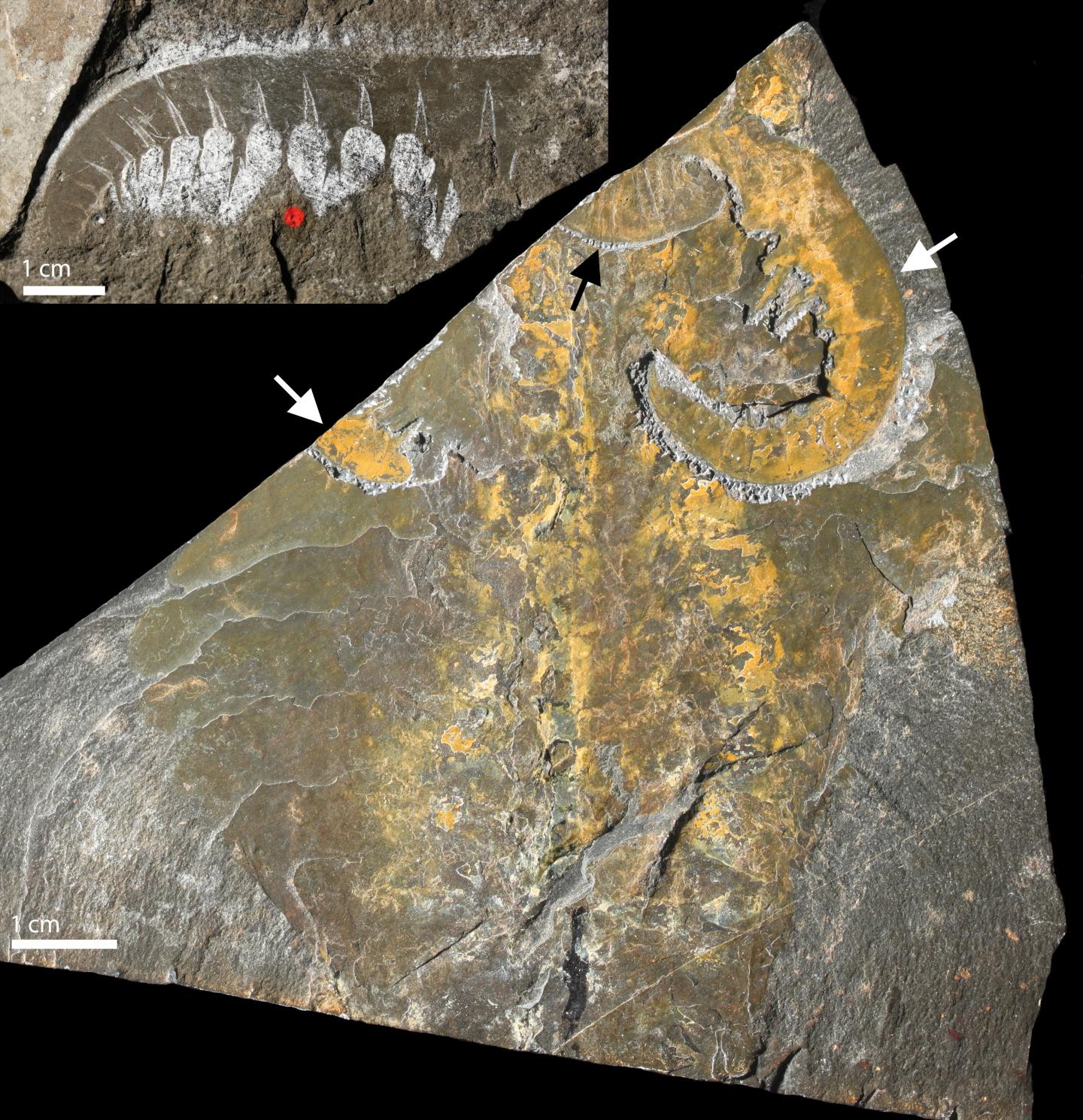 <i>Anomalocaris canadensis</i> Fossil