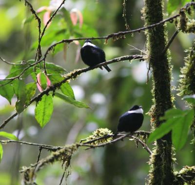 White-ruffed Manakins