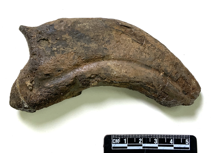 Paralitherizinosaurus japonicus claw