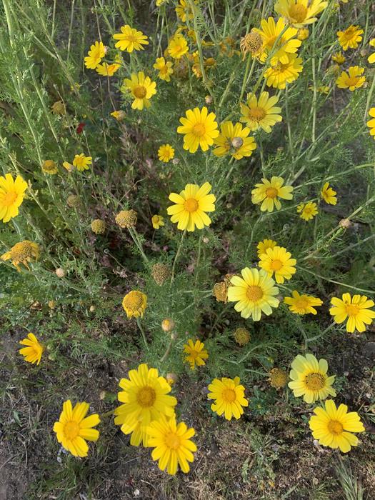 Flowering Crown Daisy