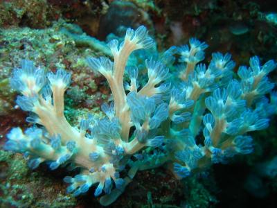 Cespitularia Coral in the Philippines
