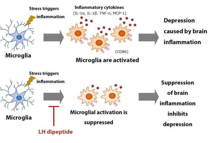 What foods are rich in lh dipeptide