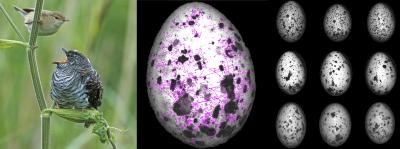 How Egg Patterning Evolves to Distinguish Cuckoo Eggs