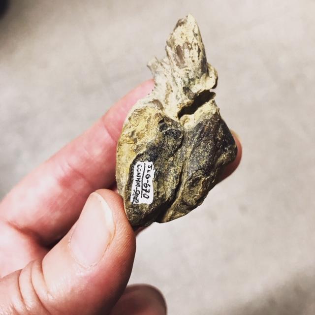 Earbone Fossil