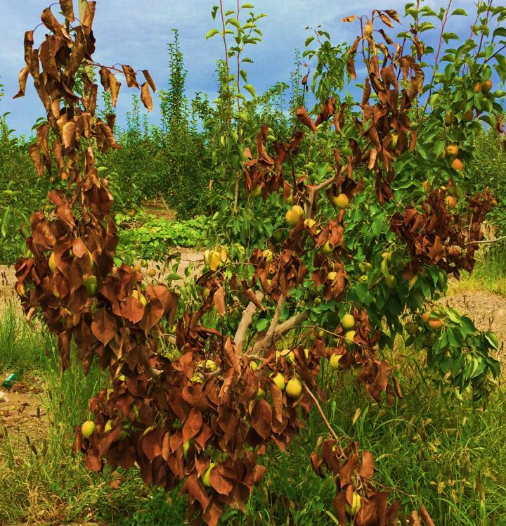 pear tree diseases fire blight