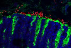 The fungus Kazachstania pinolopesii (red) is present in the mucus (green) of the mouse stomach (blue)