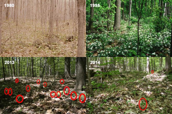 White Trillium (<em>Trillium grandiflorum</em>) Populations