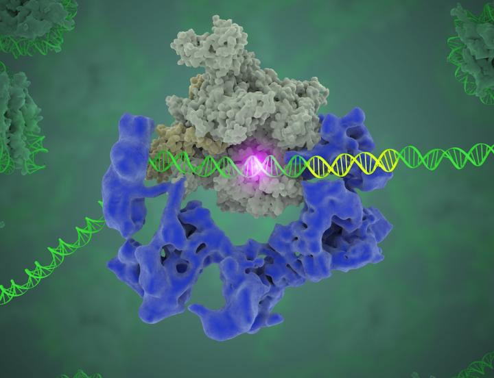 Molecules in Action to Find the Beginning of a Gene
