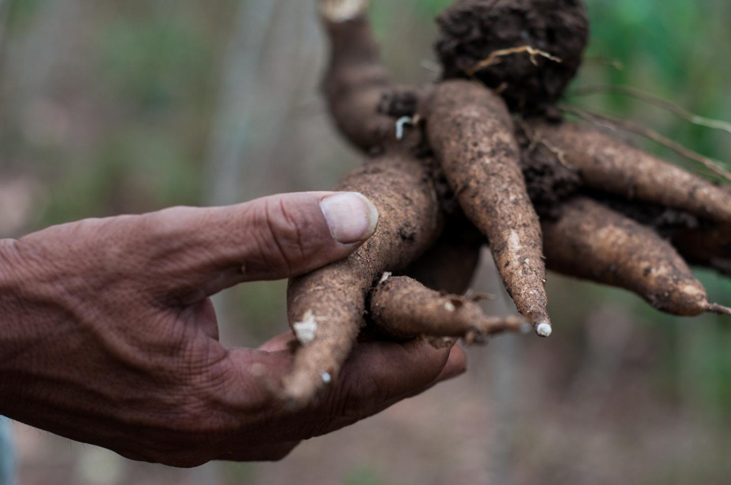 Cassava Disease 01