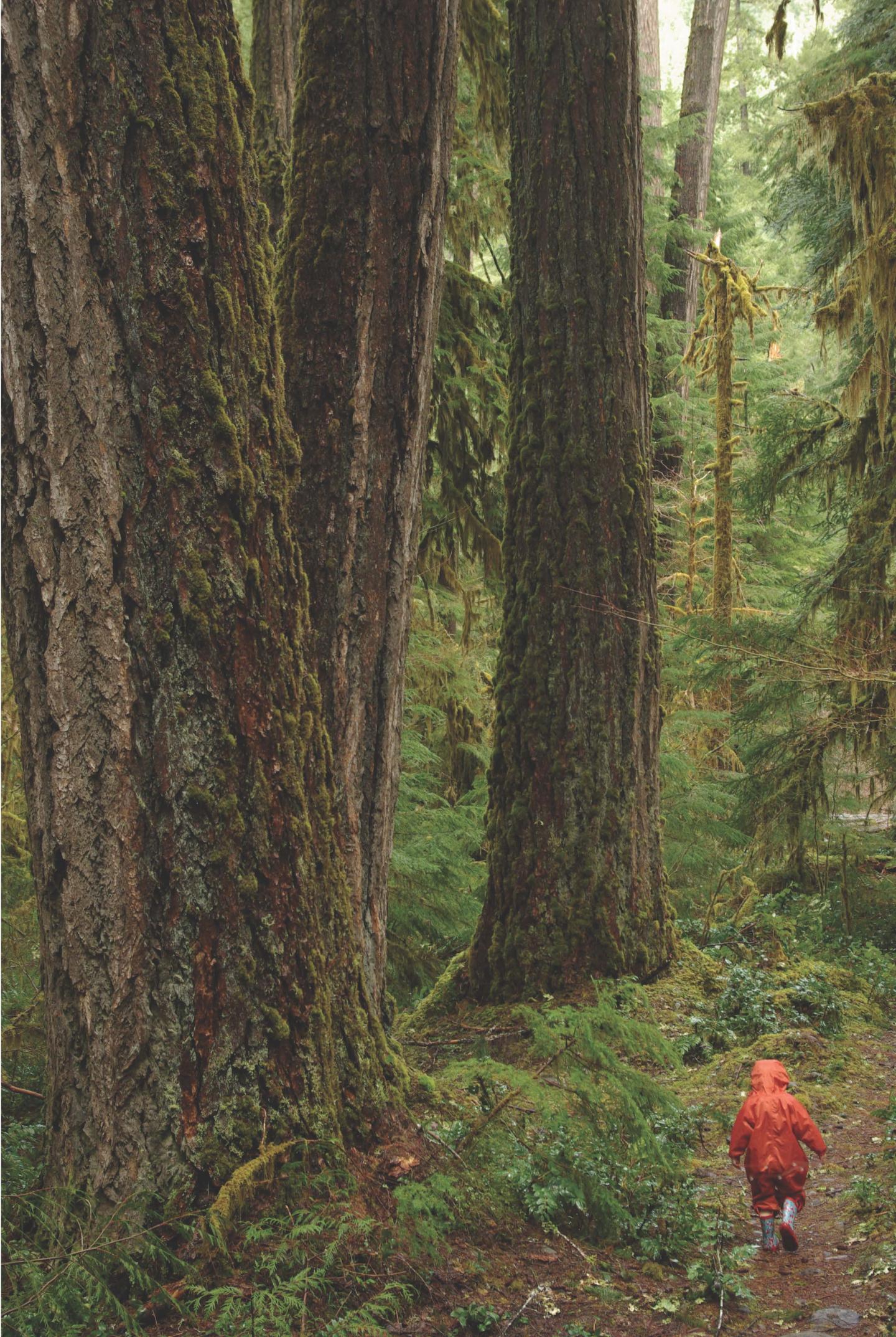 H.J. Andrews Experimental Forest in Oregon