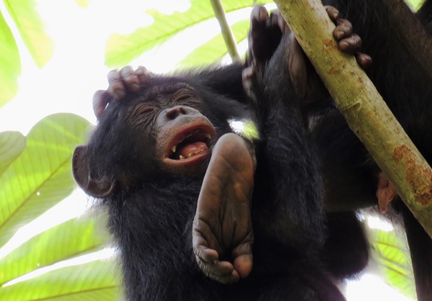 Young Bonobos Engaged in Social Play