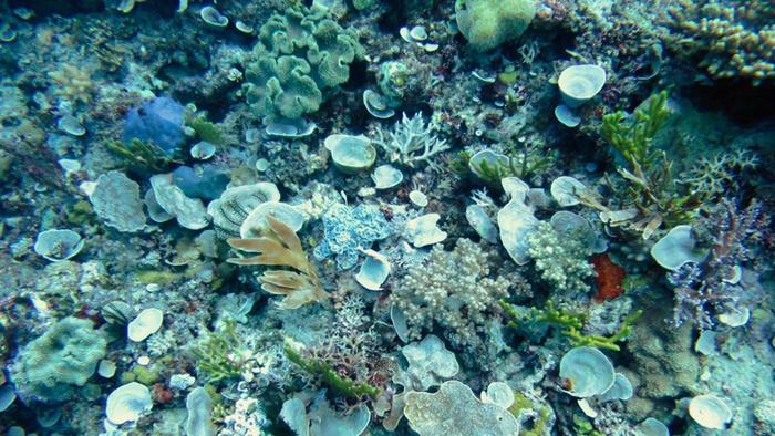 Sea sponges and corals on the sea floor