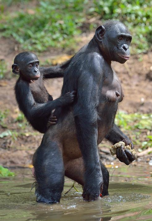 Study Finds Bonobos May Be Better Representation of the Last Common Ancestor with Humans than Common Chimpanzees