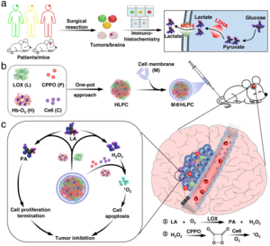 Preparation of biomimetic formulation and tumor inhibition mechanism