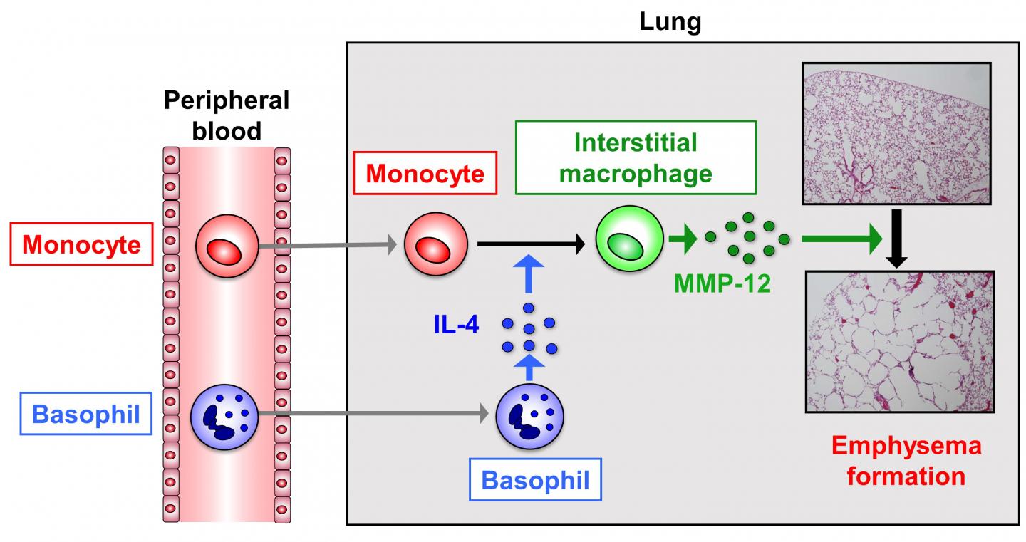 Cellular and Molecular Mechanism of Emphysema Formation