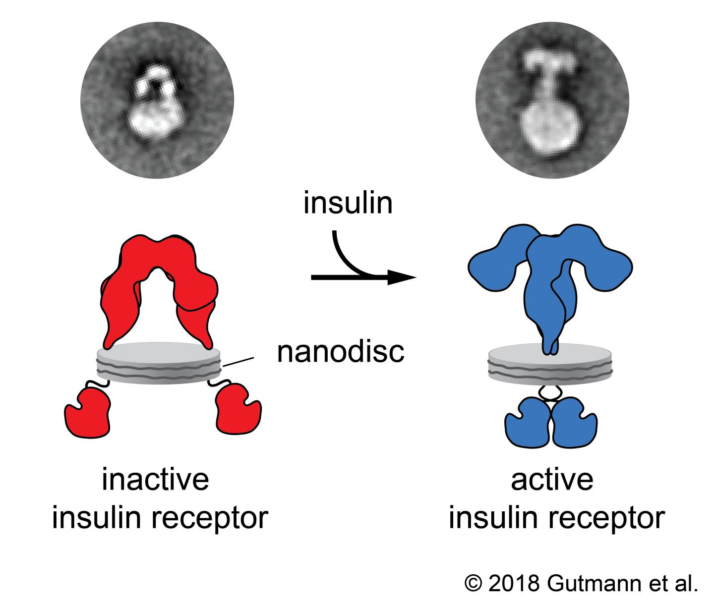 Graphical Abstract