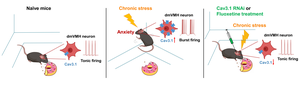 Cav3.1-driven burst firing in ventromedial hypothalamic neurons exerts dual control over anxiety-like behavior and energy expenditure