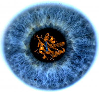 Iris of Eye with Model of GAF Domain