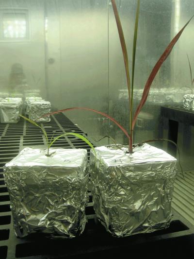 Invasive Grass Experiment