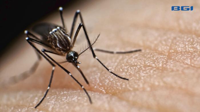 BGI Genomics -  deadly mosquito borned disease is on the rise