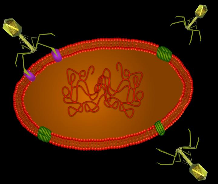 Schematic of Viruses