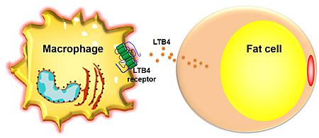 LTB4 Model