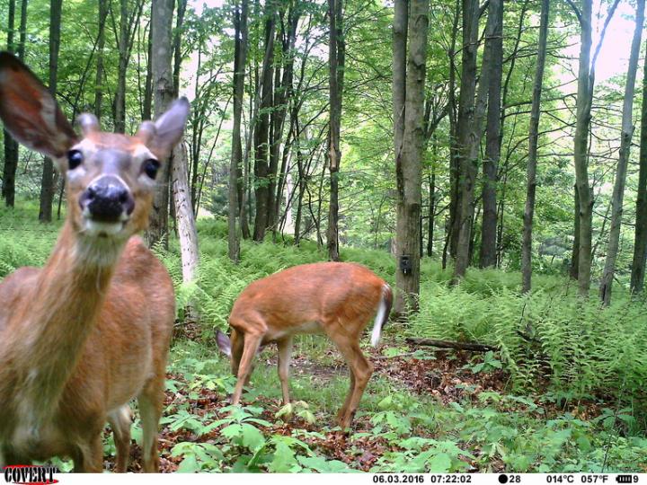 deer in camera