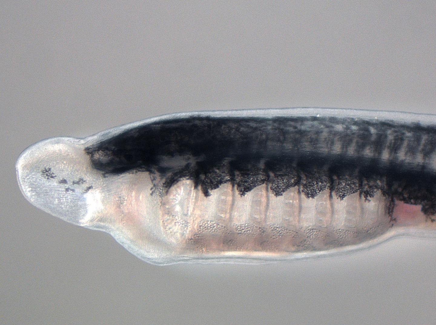 Sea Lamprey Larva