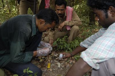 Researcher Collecting Tiger Scat