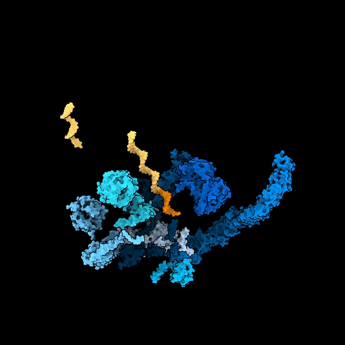 Ribosome assembly