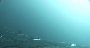 Footage of humpback whales 'exfoliating' on Gold Coast, Australia sea floor.