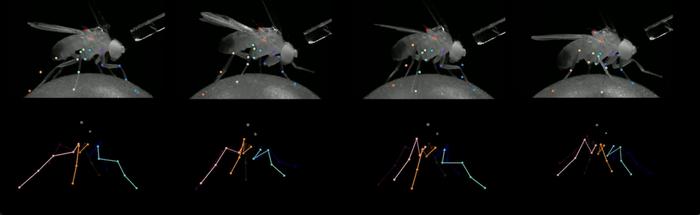 Neurons involved in Stopping in Drosophila