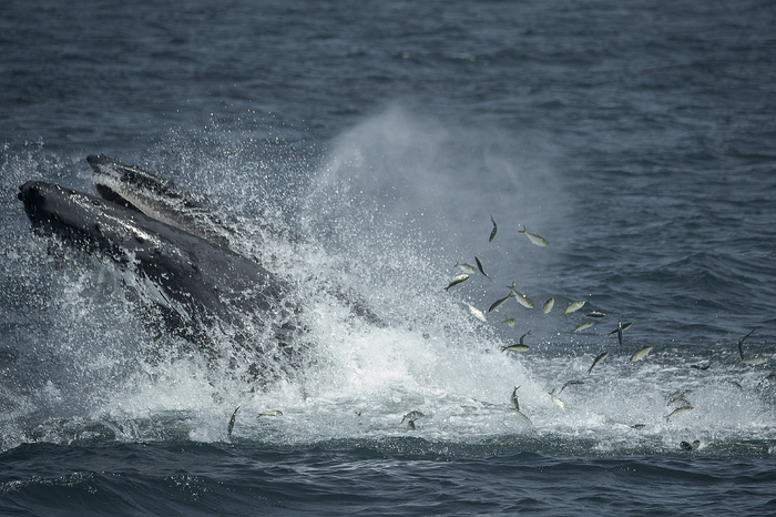 Humpback Whale