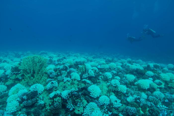 Compounds Released by Bleaching Reefs Promote Bacteria, Potentially Stressing Coral Further