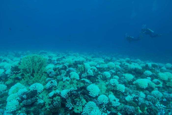 Field site in Moorea, French Polynesia