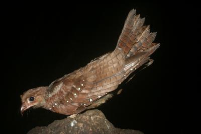 The South American Oilbird