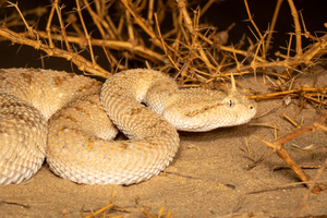 Arabian_horned_viper_(Cerastes_gasperettii)_Dubai_Theo_busschau-7446.jpg