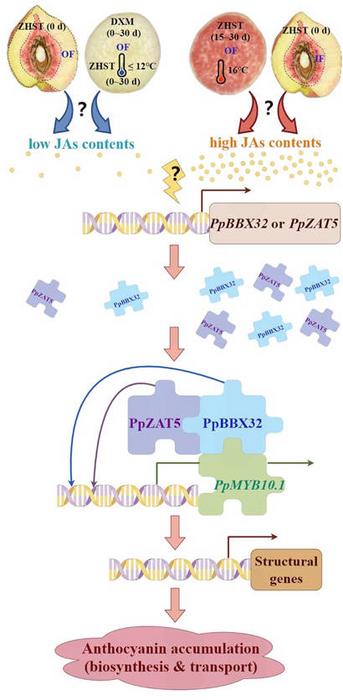 The proposed mechanisms for jasmonates (JAs) inducible PpZAT5 and PpBBX32 modulating cultivar/temperature/tissue-dependent anthocyanin accumulation in peach fruit.