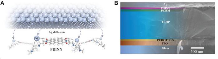 Illustration of the chemical interaction between PDINN and metal atoms.