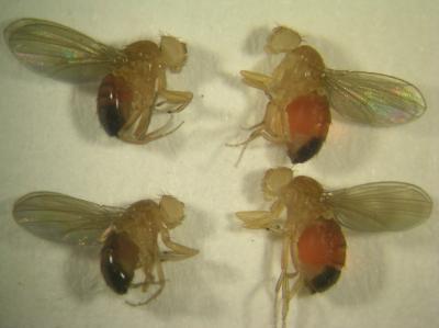 Genes in Flies Control Meal Size