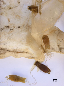 Eggs of the catshark (Scyliorhinus canicula) were also found attached to plastic during the study / Arnau Subías.