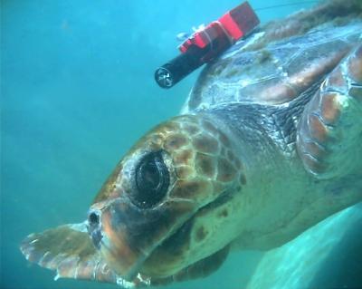 A Loggerhead Turtle Equipped with 3-D Logger