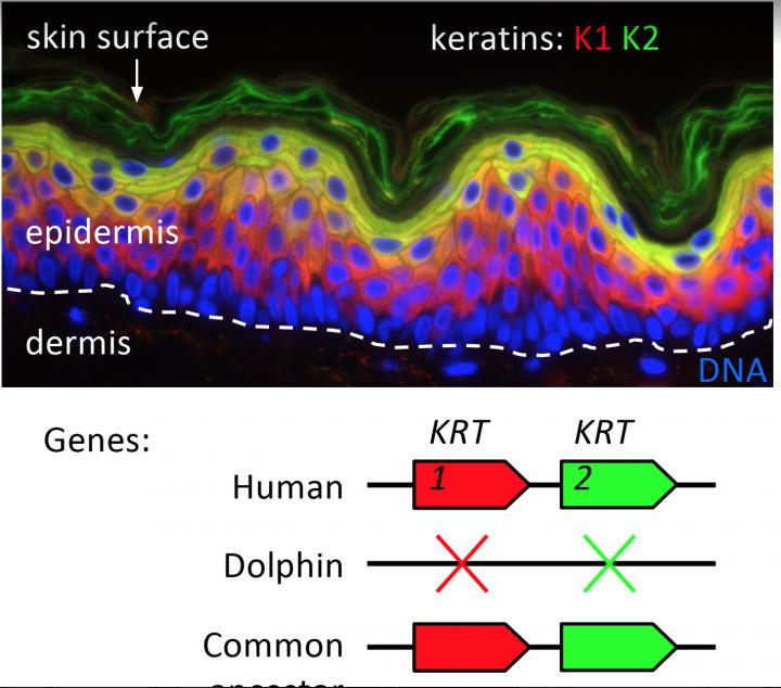 Keratin Gene Adapation from Land to the Sea