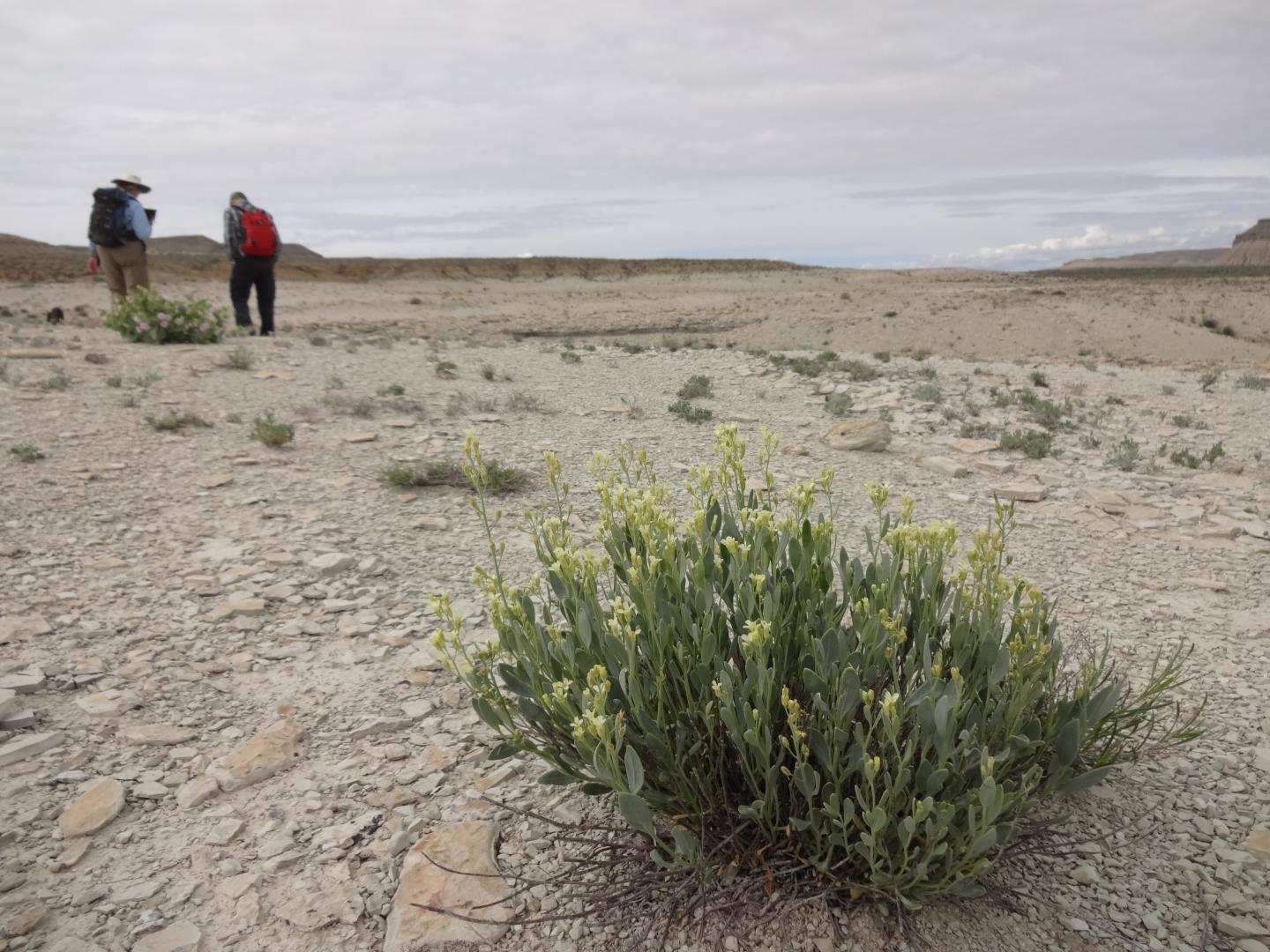 Search for Shrubby Reed-Mustard